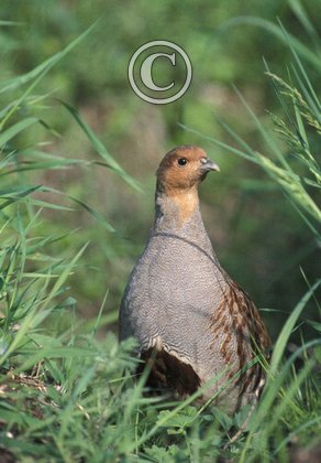 Grey Partridge DM0562